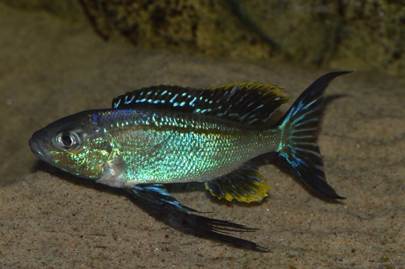 Cyathopharynx sp. 'furcifer north' Resha